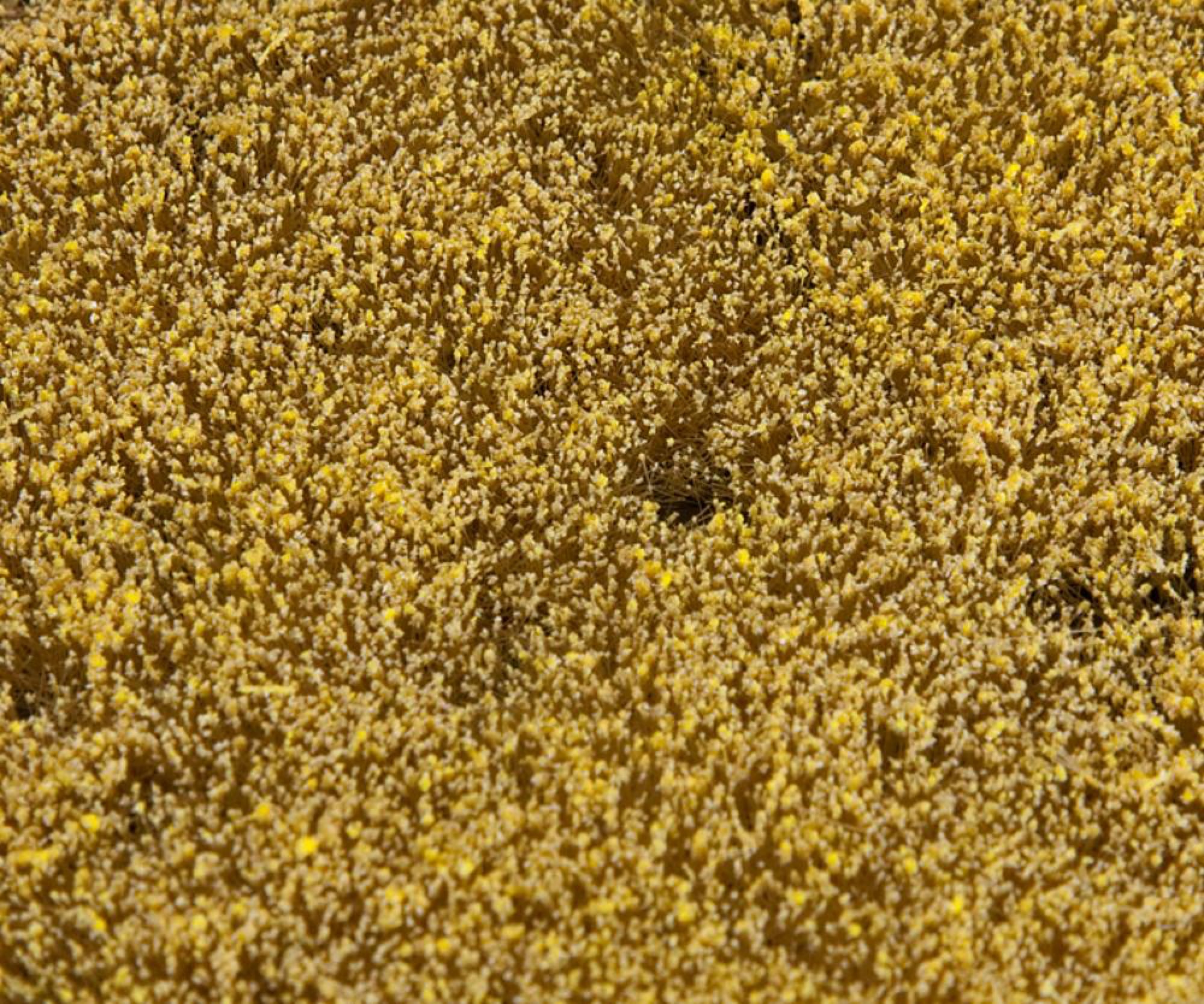 Faller Fieldturf Faller 180466 - PREMIUM Landscape segment, Cereal field