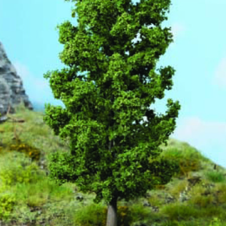 beech tree 20 cm 