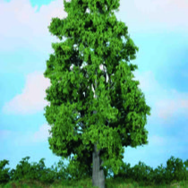 chestnut tree 30 cm 