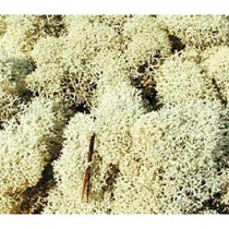 lichen natural 30 g 