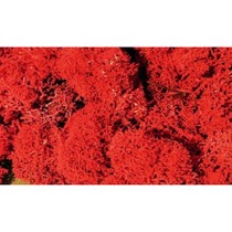 lichen red 30 g 