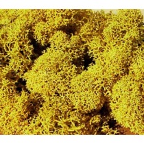 lichen yellow 30 g 