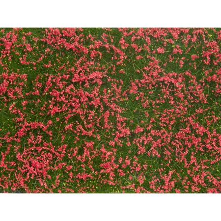 Groundcover Foliage, Meadow red 
