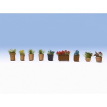 Flowers in Pots 