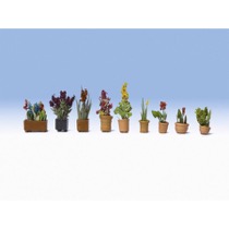 Ornamental Plants in Pots 